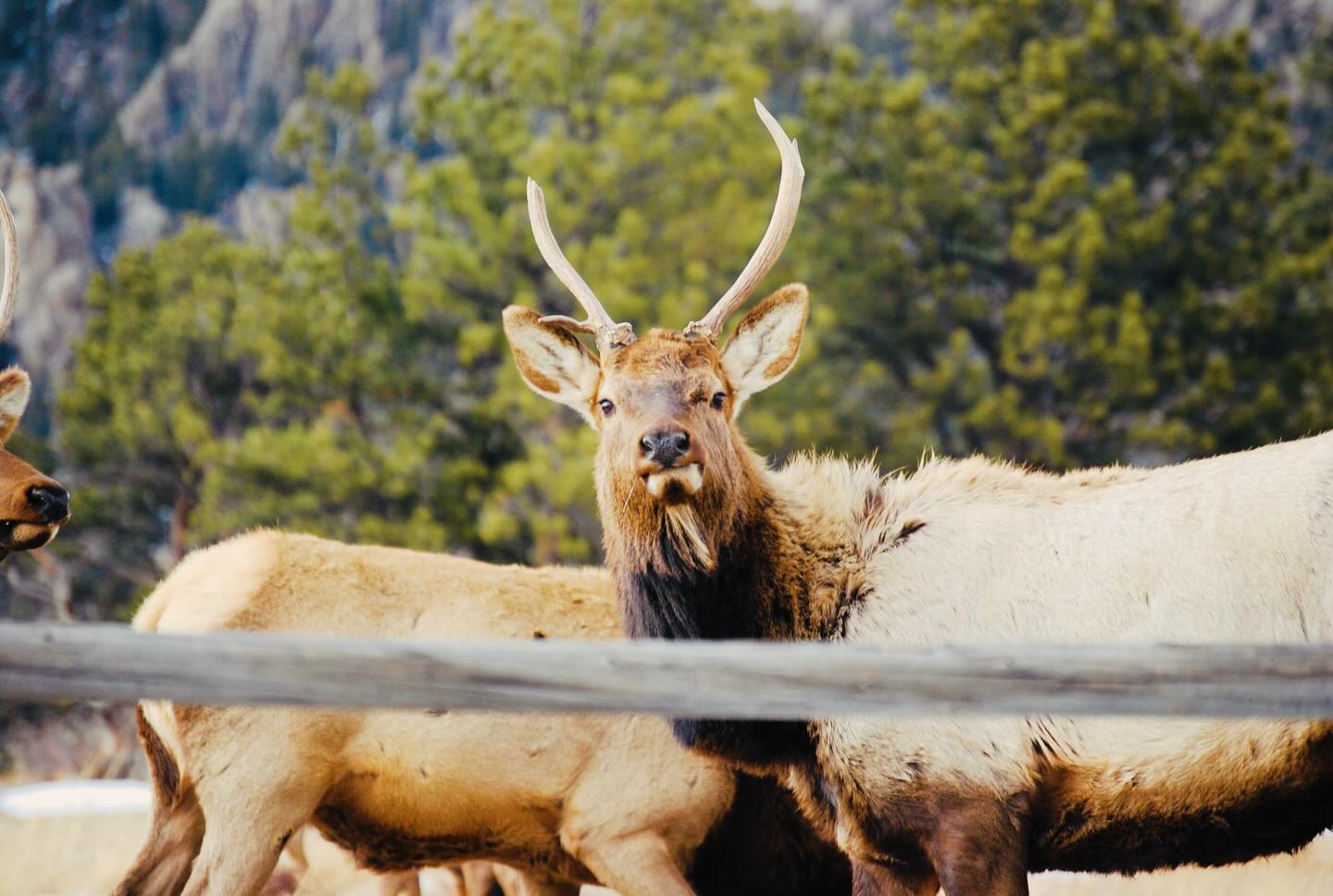 elk